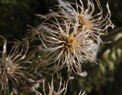 Clematis villosa stanleyi