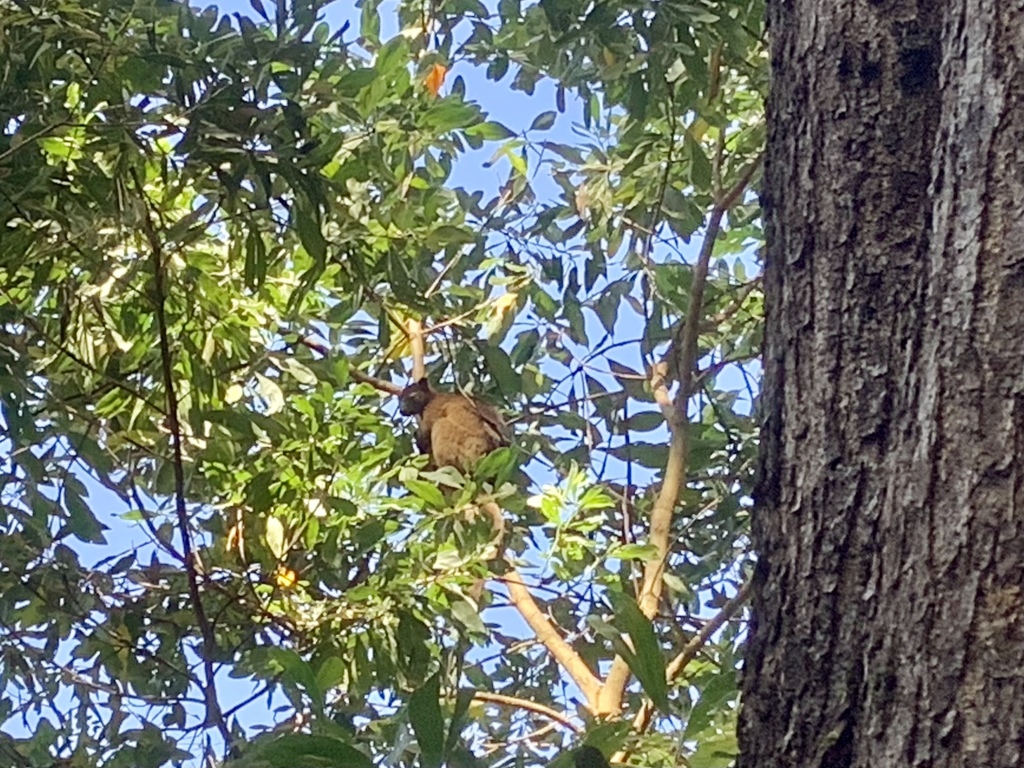 Bennett s Tree kangaroo In July 2021 By Suzanne Lennox Bennett s Tree Bennett s Tree kangaroo In July 2021 By Suzanne Lennox Bennett s Tree