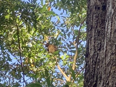 Dendrolagus bennettianus