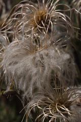 Clematis villosa stanleyi