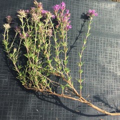 Thymus pallasianus