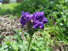 Ruellia lactea