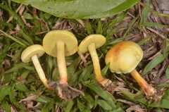 Pulveroboletus