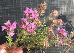 Thymus pallasianus