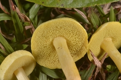 Pulveroboletus