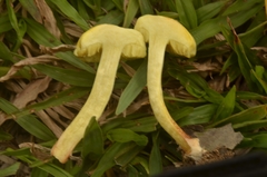 Pulveroboletus