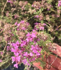 Thymus pallasianus