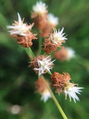 Fimbristylis puberula