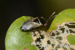 Geocoris megacephalus