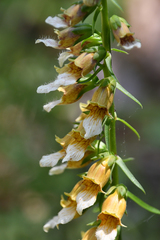 Digitalis laevigata graeca