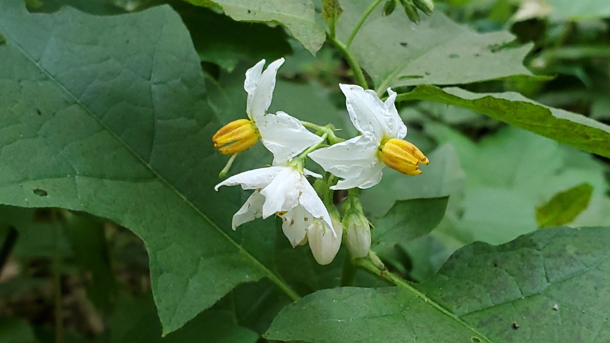 Solanum carolinense — photo 2