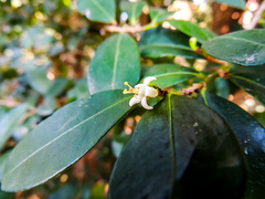 Erythroxylum emarginatum