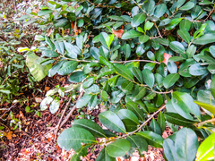 Erythroxylum emarginatum