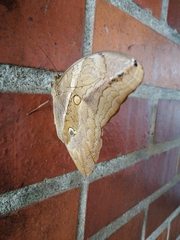Eryphanis