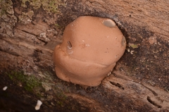 Trichoderma peltatum