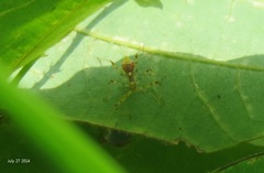 Epidaus tuberosus