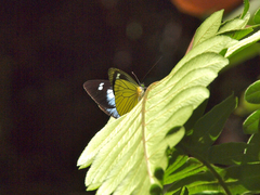 Leptophobia caesia