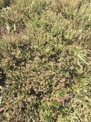 Thymus pallasianus
