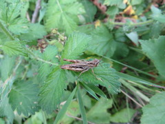 Chorthippus macrocerus