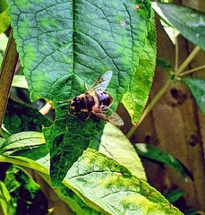 Eristalis tenax