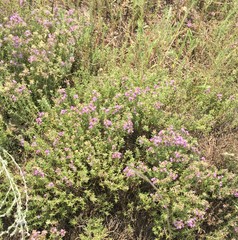 Thymus pallasianus