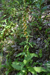 Digitalis laevigata graeca