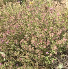 Thymus pallasianus