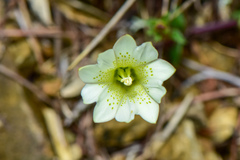 Gentiana scabrida