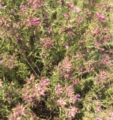 Thymus pallasianus
