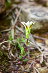 Gentiana scabrida