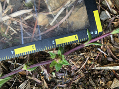 Gentiana scabrida