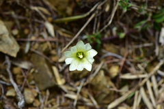Gentiana scabrida