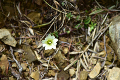 Gentiana scabrida