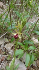 Ophrys sphegodes passionis