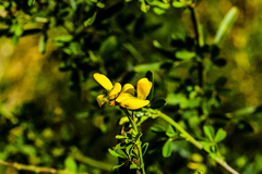 Crotalaria natalensis