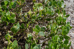 Scaevola crassifolia