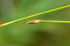 Trichophorum subcapitatum