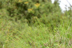 Trichophorum subcapitatum