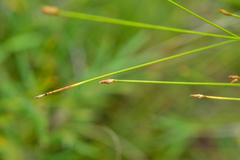 Trichophorum subcapitatum