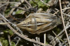 Aelia rostrata