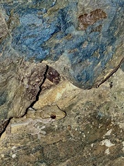Tarentola angustimentalis