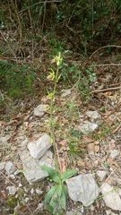 Ophrys sphegodes passionis