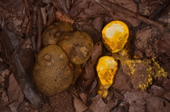 Scleroderma sinnamariense