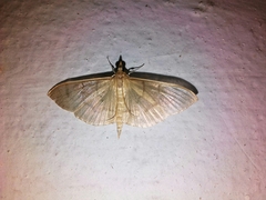 Cnaphalocrocis