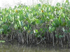 Montrichardia linifera