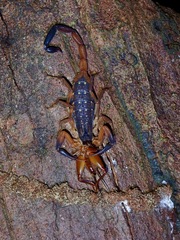 Lychas scutilus