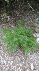 Laserpitium gallicum