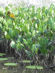 Montrichardia linifera