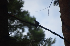 Dendrocopos major