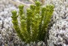 Arctic Firmoss - Photo (c) Samuel Brinker, some rights reserved (CC BY-NC), uploaded by Samuel Brinker
